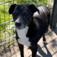 Coquine CAA15060, chienne à adopter