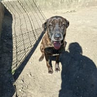 REGLISSE, chienne à adopter