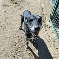 BELZEBUTH, chien à adopter