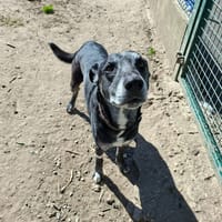 BELZEBUTH, chien à adopter