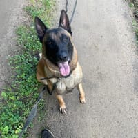 SGHOST, chien à adopter