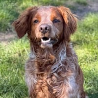 Rambo CAA15061, chien à adopter