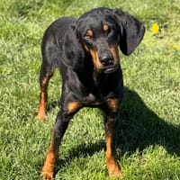 Woogy CAA15057, chien à adopter