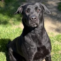 Daiko CAA15051, chien à adopter