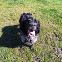 BERLIOZ, chien à adopter