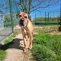 OUMI, chienne à adopter