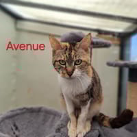 Avenue, chatte à adopter