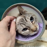 RISTRETTA QCT, chatte à adopter