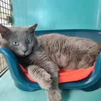 TAAL QCT, chat à adopter