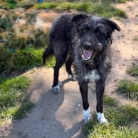 Echo CAA15059, chien à adopter