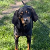 Boogie CAA15056, chien à adopter