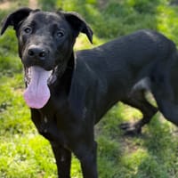 Jazz CAA15054, chien à adopter