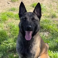 Athéna CAA15050, chienne à adopter