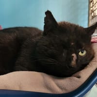 MERAPI QCT, chat à adopter