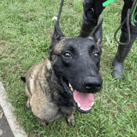 Djambar, chien à adopter