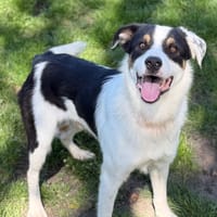 Arès CAA15055, chien à adopter