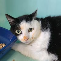 HELKA QCT, chatte à adopter