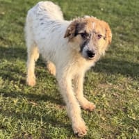 Photon CAA14611, chien à adopter