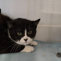 LEILA, chatte à adopter