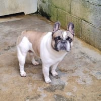 DOUDOU (promis), chien à adopter