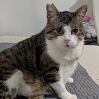 Twisty, chat à adopter