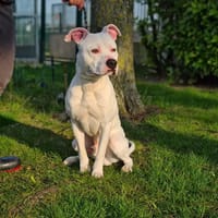 DIOR, chien à adopter