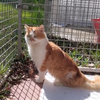 LUTTI PAB28674, chat à adopter