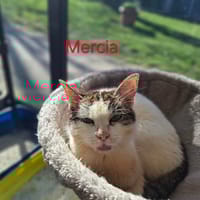 MERCIA (RESERVEE) A17387, chatte à adopter