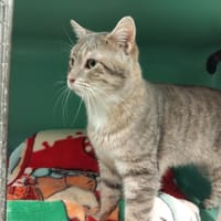 PICODON PAB28684, chat à adopter