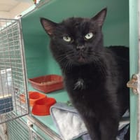 ABONDANCE, chatte à adopter