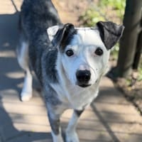 Taz CAA15058, chien à adopter