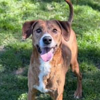 Tao CAA15052, chien à adopter