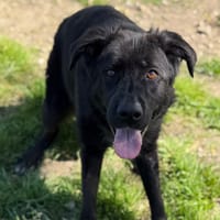 Daisy CAA15049, chienne à adopter