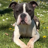 Eden CAA15048, chienne à adopter