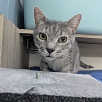 ZOE, chatte à adopter