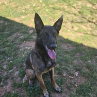 XENO, chien à adopter