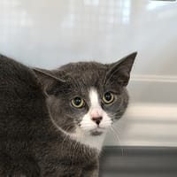 ROMEO, chat à adopter