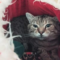 ETHAN PAB28553, chat à adopter