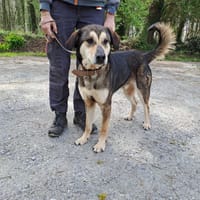 ZENKO, chien à adopter