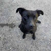 RAYMOND, chien à adopter