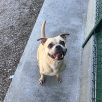 CLAFOUTIS, chienne à adopter