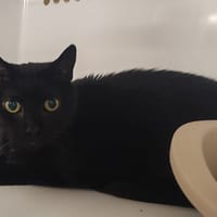 MINOU KEVIN, chat à adopter