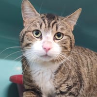 CHARLIE, chat à adopter