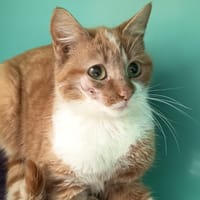 VIRGINIA C, chatte à adopter