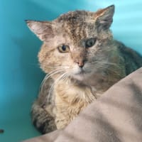 FELINO, chat à adopter