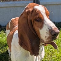 Alphonse, chien à adopter