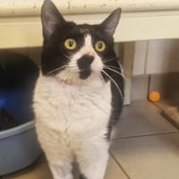 BANDICOOT, chat à adopter