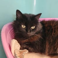 NEPTUNE QCT, chatte à adopter