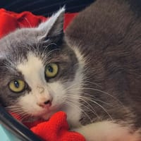 MAUNALOA QCT, chatte à adopter