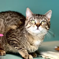 Picsou, chat à adopter